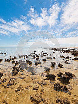 The Stromatolites in the Area of Shark Bay, Western Australia. Australasia