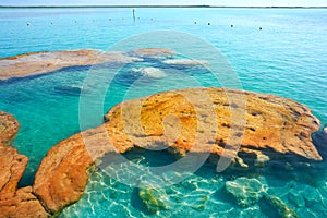 Stromatolites in Bacalar Lagoon of Mexico