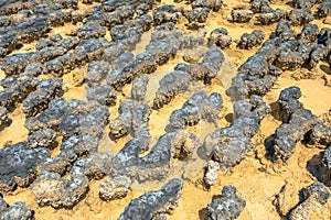 Stromatolites closeup background