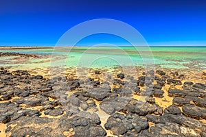 Stromatolites at Hamelin Pool