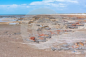 Stromatolites at Hamelin pool in Australia