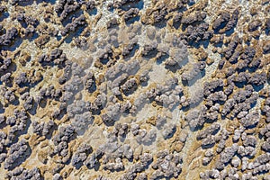 Stromatolites at Hamelin pool in Australia