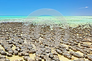 Stromatolites at Hamelin Pool - Denham