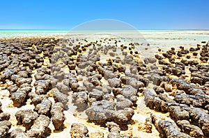 Stromatolites at Hamelin Pool - Denham