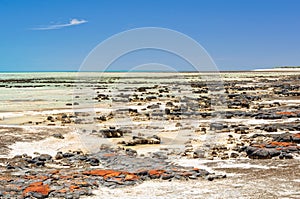 Stromatolites at Hamelin Pool - Denham