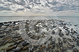 Stromatolites in Hamelin Pool Marine Nature Reserve. Gascoyne region. Western Australia