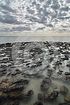 Stromatolites. Hamelin Pool Marine Nature Reserve. Gascoyne region. Western Australia