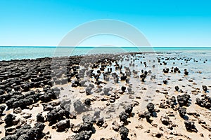 Stromatolites of Hamelin Pool in Shark Bay, Western Australia