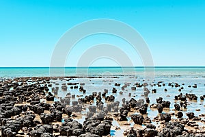 Stromatolites of Hamelin Pool in Shark Bay, Western Australia