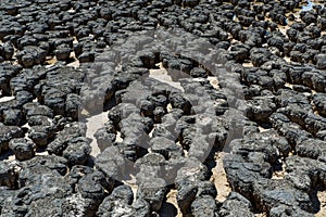 Stromatolites of Hamelin Pool in Shark Bay, Western Australia