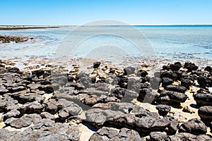 Stromatolites of Hamelin Pool in Shark Bay, Western Australia