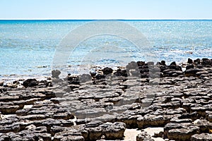 Stromatolites of Hamelin Pool in Shark Bay, Western Australia