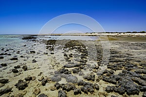 Stromatolites Hamelin Pool Shark Bay Western Australia