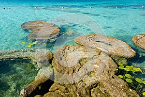 Stromatolites lagoon Bacalar Mexico