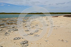 Stromatolites - Lake Thetis