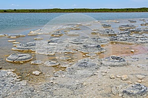 Stromatolites - Lake Thetis