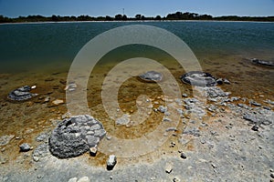 Stromatolites. Lake Thetis. Cervantes. Shire of Dandaragan. Western Australia. Australia