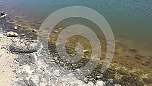 Stromatolites in Lake Thetis Cervantes Western Australia