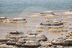 Stromatolites Lake Thetis Western Australia