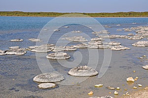Stromatolites Landscape, Oldest Living Fossil : Lake Thetis,Western Australia