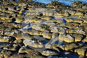 Stromatolites, \'living fossils\', in Hamelin Pool, Shark Bay, Western Australia