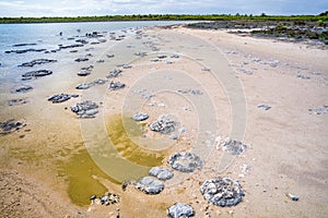 Stromatolites, Living Fossils in saline coastal lake - Lake Thetis in Western Australia