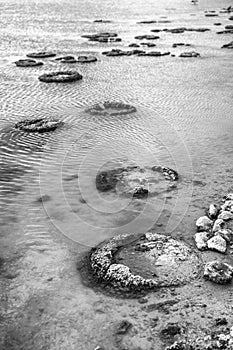 Stromatolites, Living Fossils in saline coastal lake - Lake Thetis in Western Australia