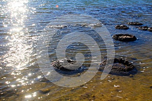 Stromatolites - microbial mats on saline Lake Thetis sparkling in the sun, Cervantes, Western Australia