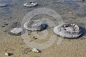 Stromatolites, Oldest Living Fossils: Lake Thetis,Western Australia
