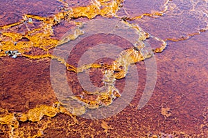 Stromatolites  Rio Tinto river  Andalusia Spain