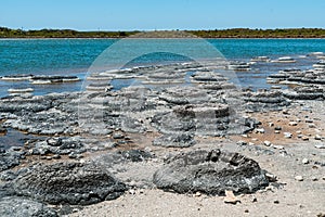 Stromatolites in saline coastal lake - Lake Thetis