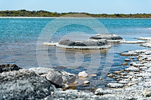 Stromatolites in saline coastal lake - Lake Thetis