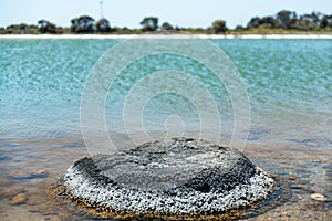 Stromatolites in saline coastal lake - Lake Thetis