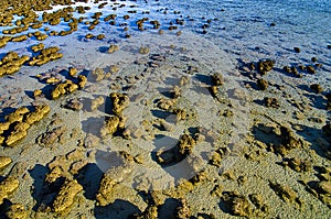 Stromatolites in the shallow water of Hamelin Pool, Shark Bay, Western Australia.