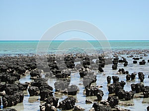 Stromatolites - Shark Bay Western Australia