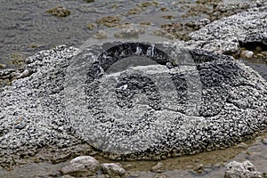 Stromatolites or stromatoliths