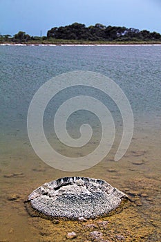 Stromatolites or stromatoliths
