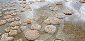 Stromatolites thrombolites Lake Clifton Westen Australia