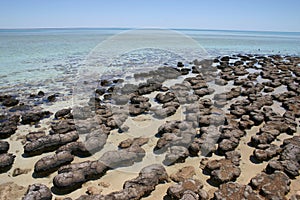 Stromatolites, Western Australia