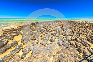 Stromatolites Western Australia