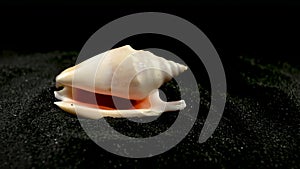 Strombidae Seashell on a black sand HD