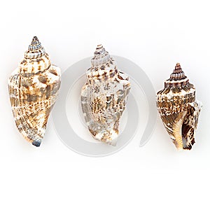 Strombidae Shells