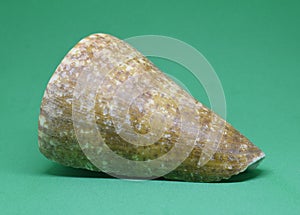 Strombus Bobonius conch shell side view on green background