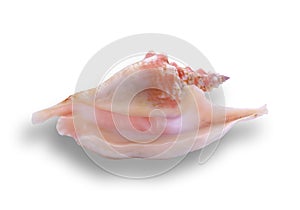 Strombus gallus shell
