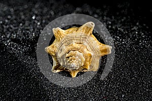 Strombus pugilis shell on a black sand background