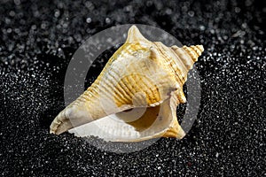 Strombus pugilis shell on a black sand background