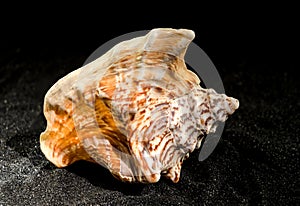 Strombus raninus seashell on a dark background