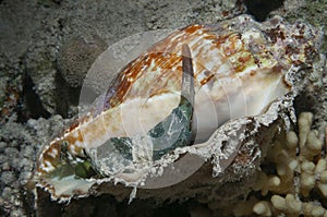 strombus shell
