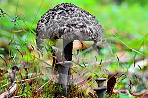 Stromilomyces strobilaceus mushroom