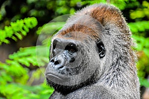 Strong Adult Black Gorilla